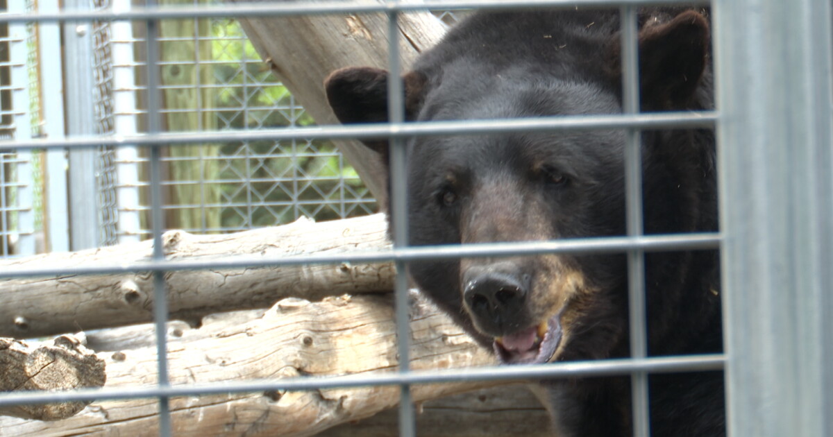 'Extremely important': Bear safety demonstration held at Red Lodge sanctuary - Vimarsana News