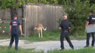 Waco kangaroo escape