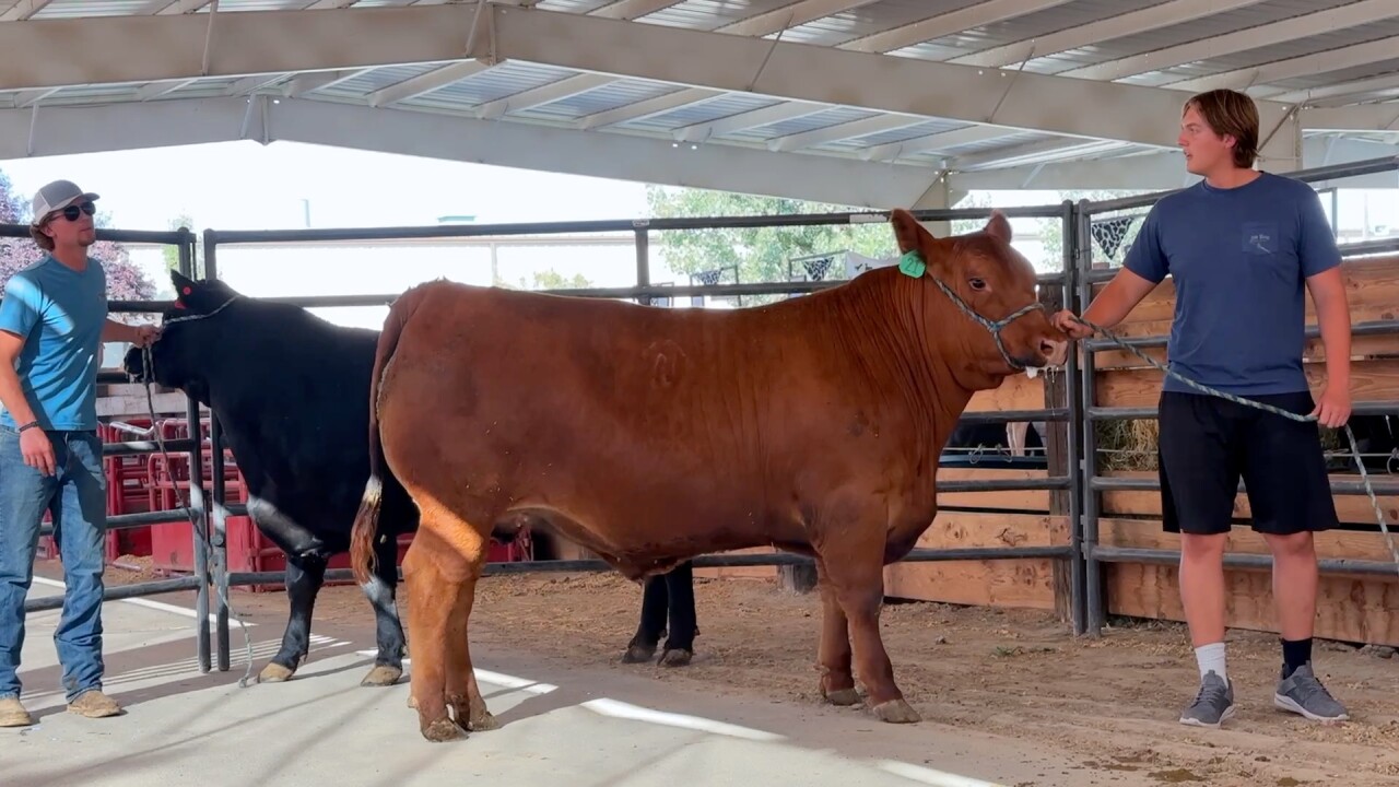 Claysen and Mac Nye steers