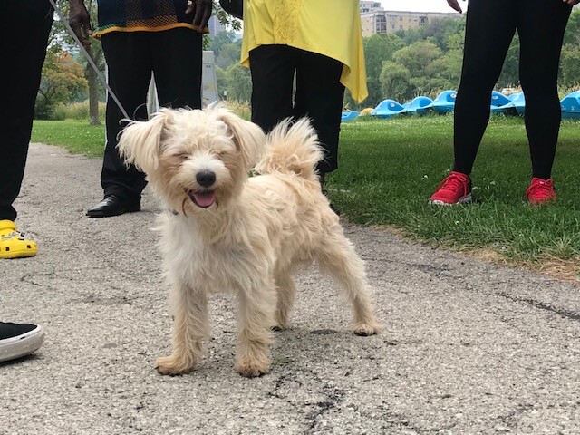 buddy the dog.jpg