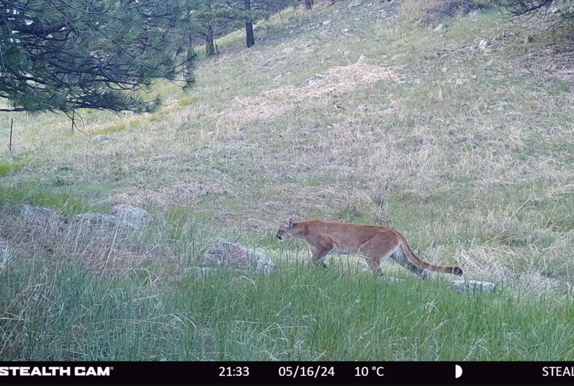 Spruce Gulch Wildlife and Research Reserve_mountain lion