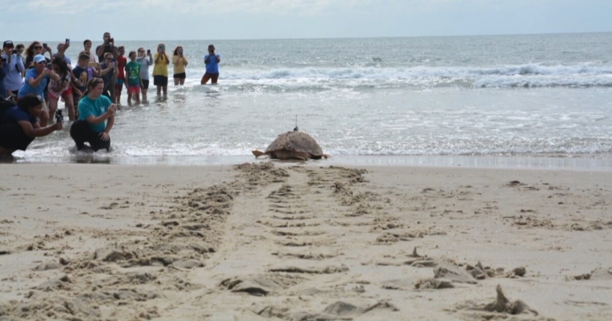 After recovering at N.C. Aquarium, 6 turtles return to the sea in Buxton - Vimarsana News