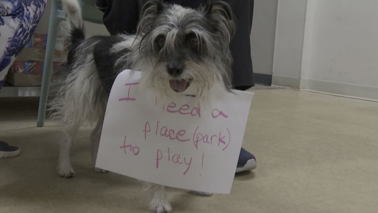 Dog Park Let's Hear It 