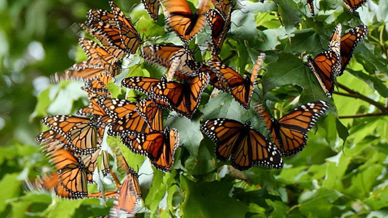 Where Have All Monarchs Gone >> Weather Causes Build Up Of Monarchs At Lake Erie But Experts Say Where Have All Monarchs Gone >> Weather Causes Build Up Of Monarchs At Lake Erie But Experts Say