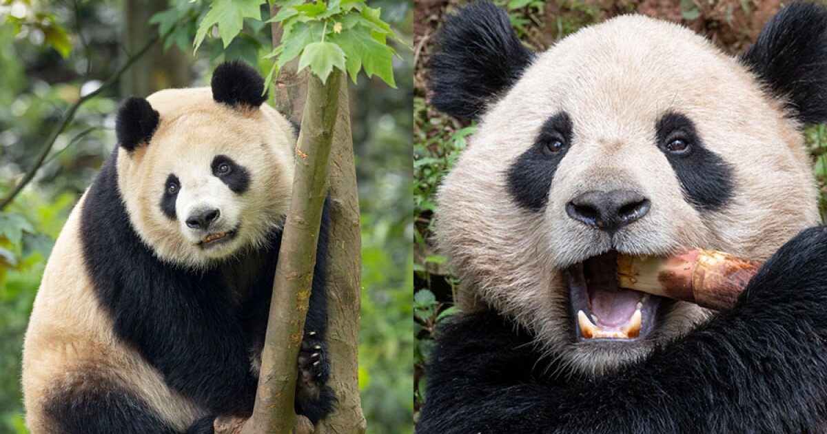 2 giant pandas on their way to San Diego Zoo after farewell ceremony in ...