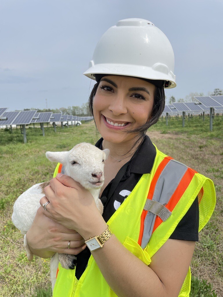 How dozens of sheep keep Virginia solar farms 'lambscaped' with solar grazing