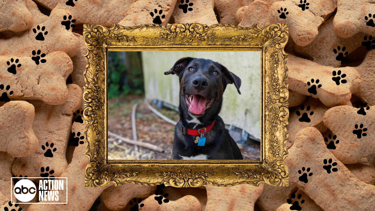 Rescues in Action: Bear