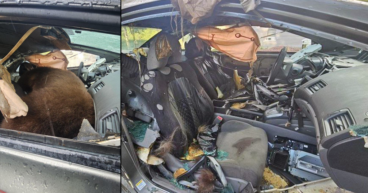 Black bear trapped in unlocked vehicle dies after days in sweltering heat in Colorado Springs