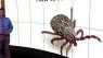 How to properly remove a tick