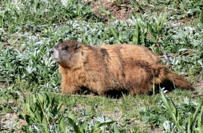 Rocky Mountain Marmot