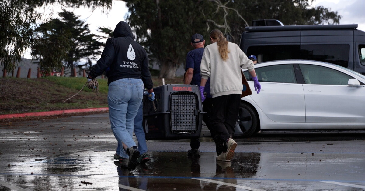 Rescuers Save Struggling Sea Otter Near Morro Bay