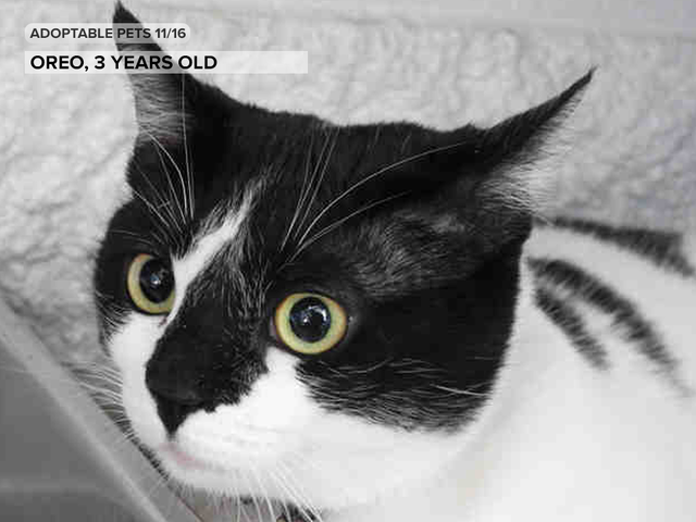 See 24 cute kittens and pups available for adoption in the Denver metro area See 24 cute kittens and pups available for adoption in the Denver metro area