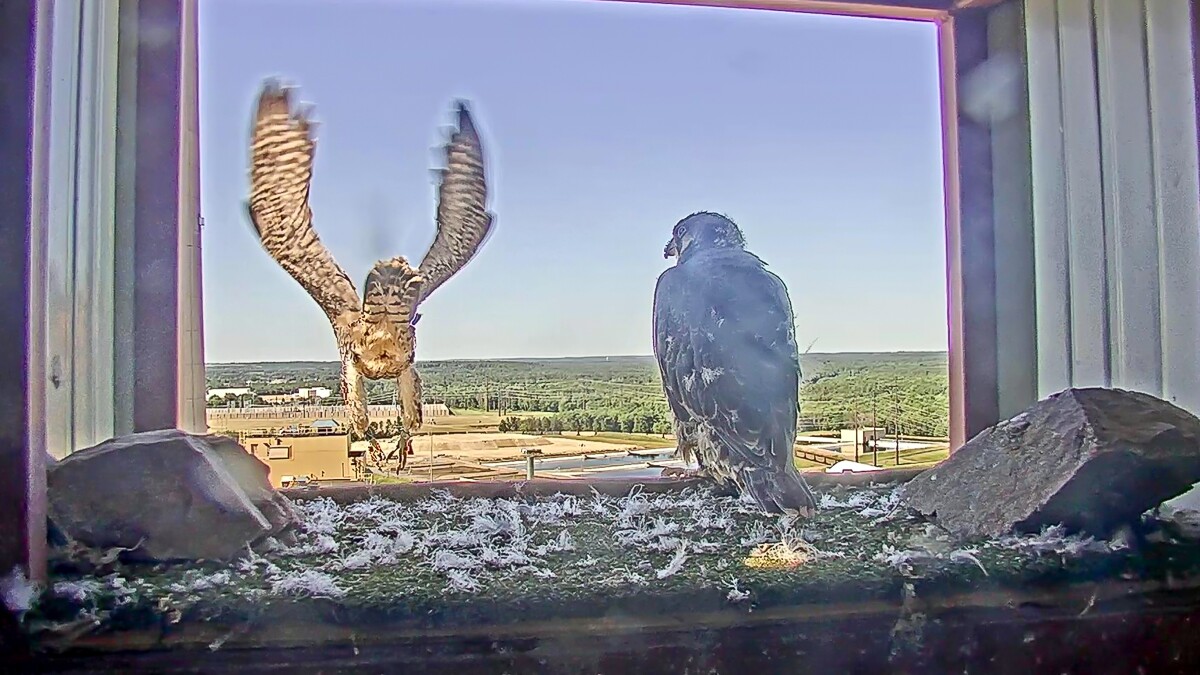 Courage fledges from Weston nest box