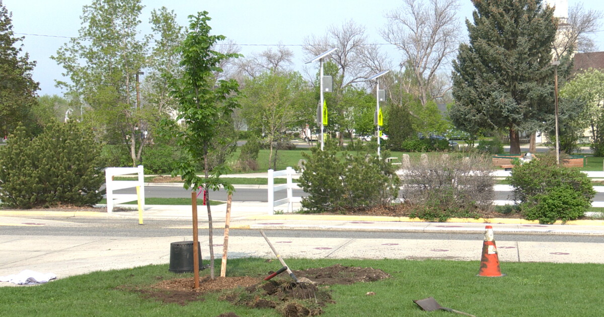 Trees planted along Rodney Street by HMS and Growing Friends of Helena - Vimarsana News