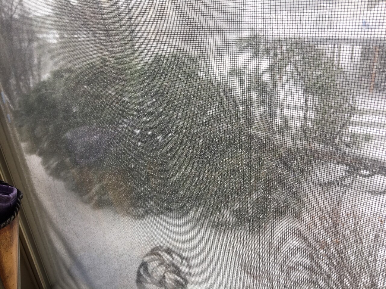 Tree down in Centennial by Aurora Stein at 1233pm 2.jpg
