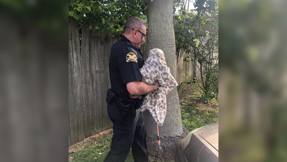dumped-dogs-st-pete4.png