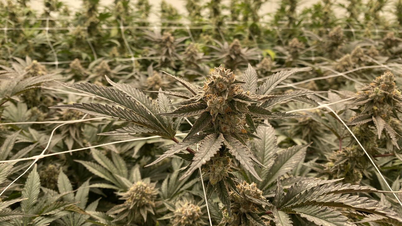 HOLLER CANNABIS CO. FACILITY