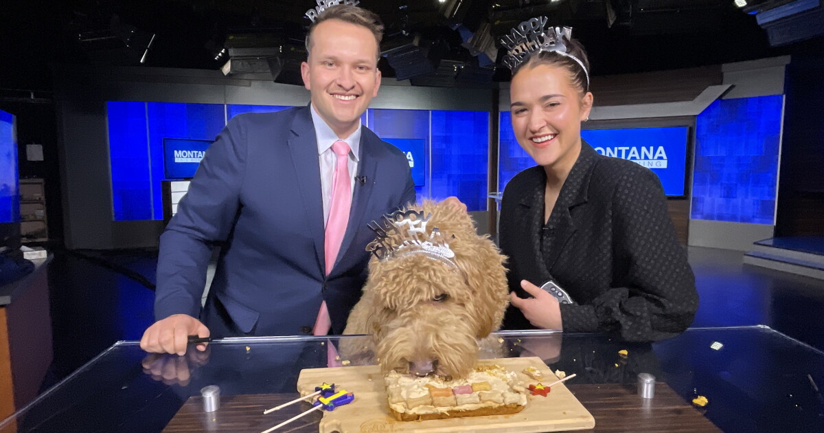 Recipe: Augie's (puppy-safe) birthday cake! - Vimarsana News
