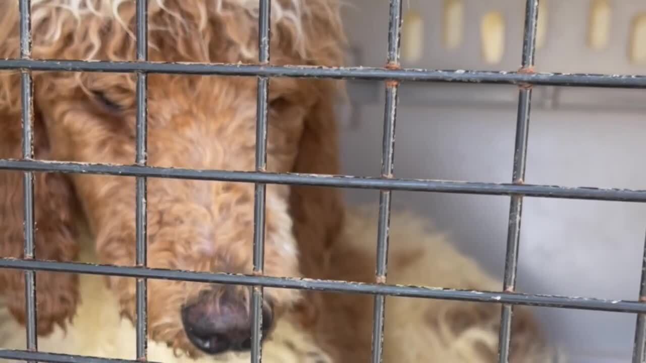 poodle removed from Port St. Lucie home in cage