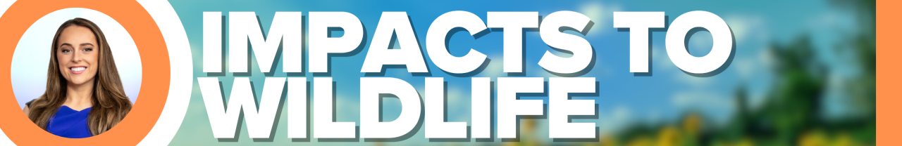 Summer Season with Geneva Zoltek