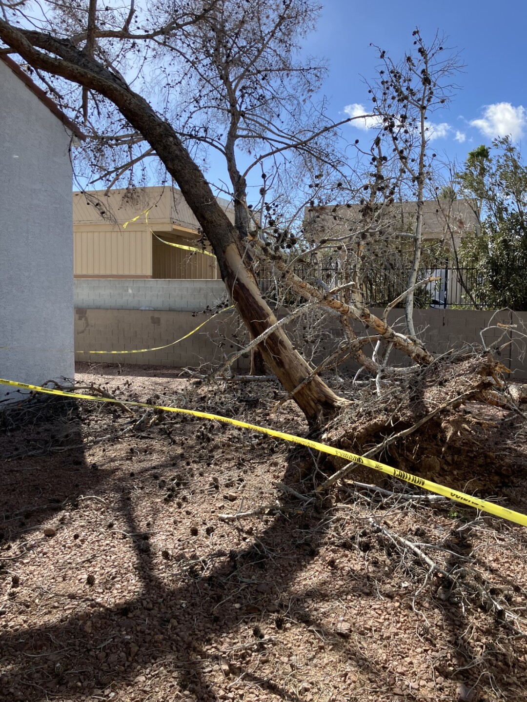 EMBLA Apartments trees down