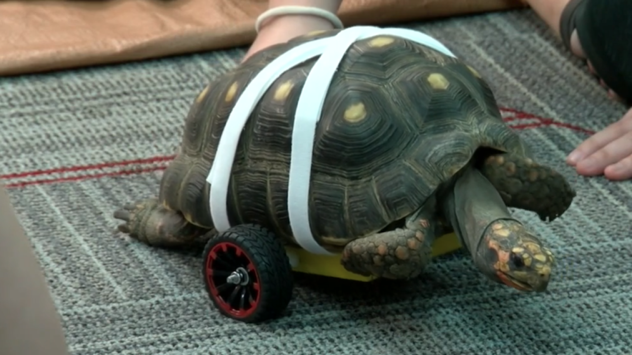 turtle gets 3d printed wheels.png