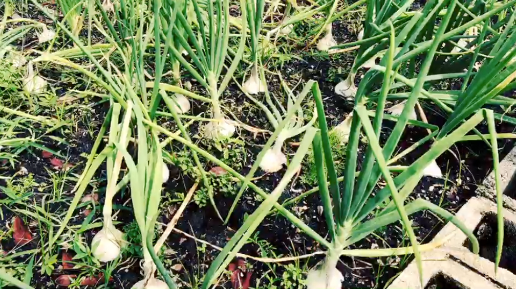 Stewart Bosley said since 2014, his mission is providing a community garden of fruits and vegetables.