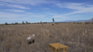 pheasant 2.jpg