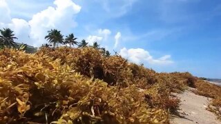 wptv-seaweed-.jpg