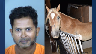 Horse abuse.png