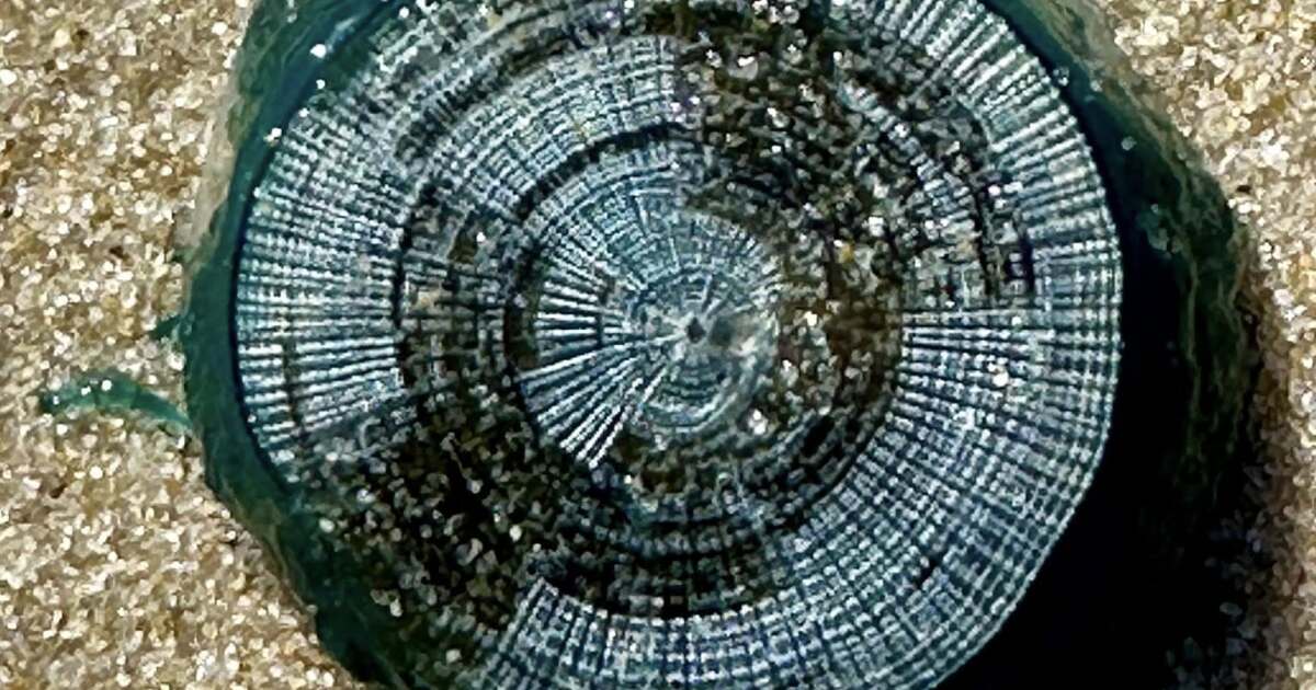 Unique blue button sighting reported in Sandbridge area of Virginia Beach Unique blue button sighting reported in Sandbridge area of Virginia Beach