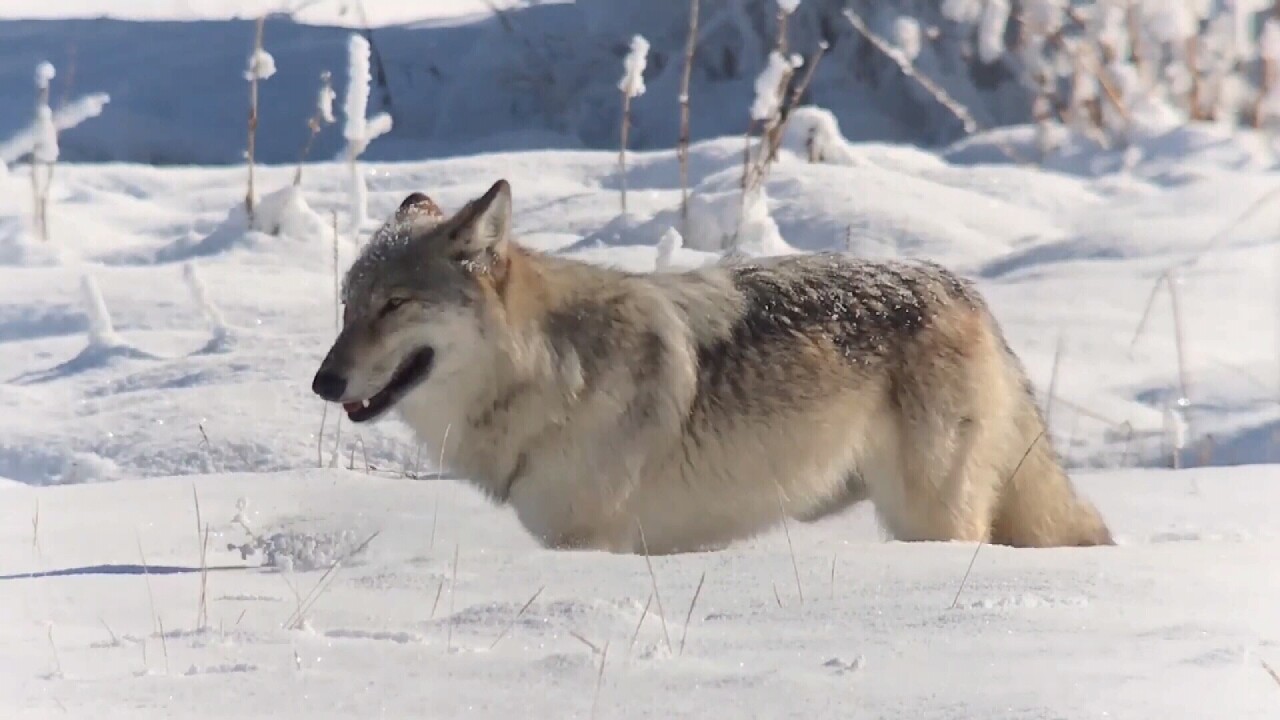 Wolves Of Yellowstone