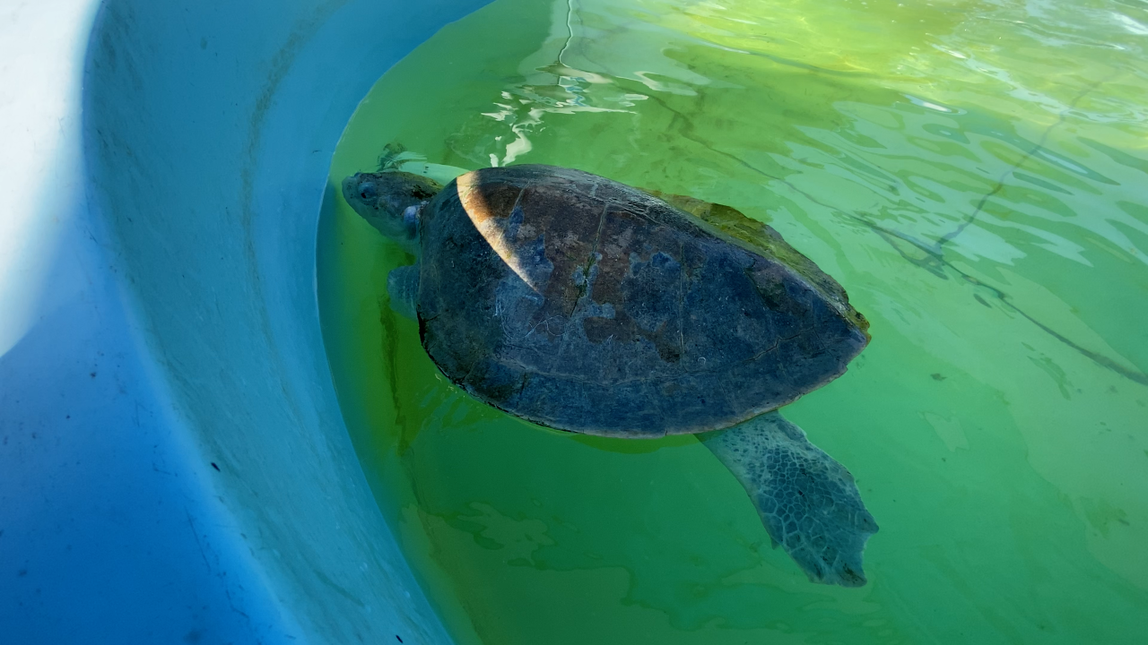 Texas Sealife Center
