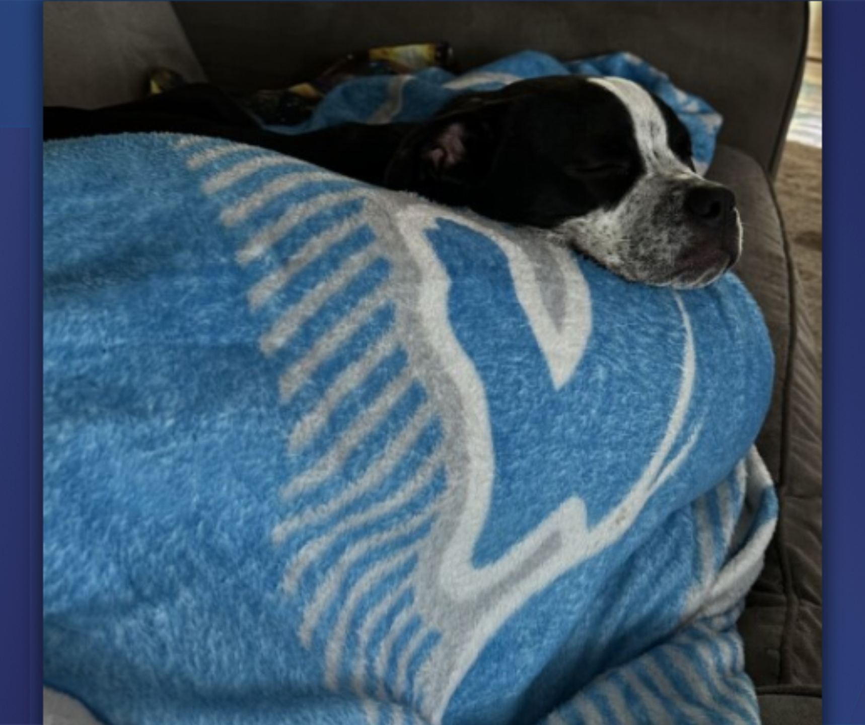 A dog named Duck