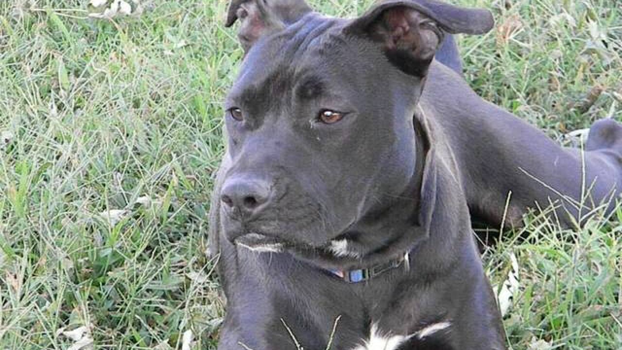 Pet preview: Empty the Shelter Day Aug. 15
