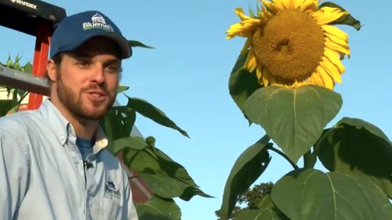 Giant sunflowers towering over Historic Downtown Greendale