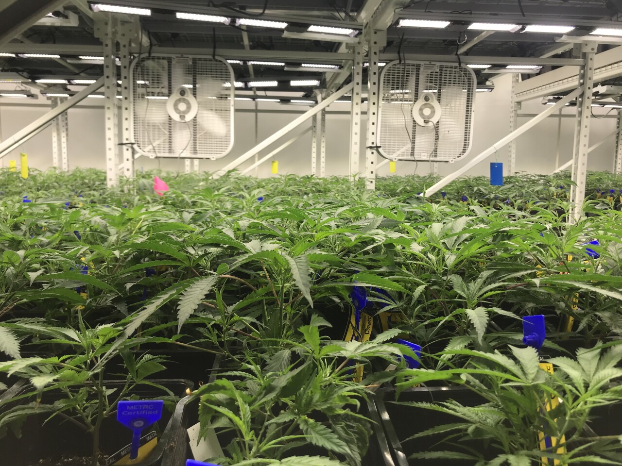 marijuana growing.jpeg