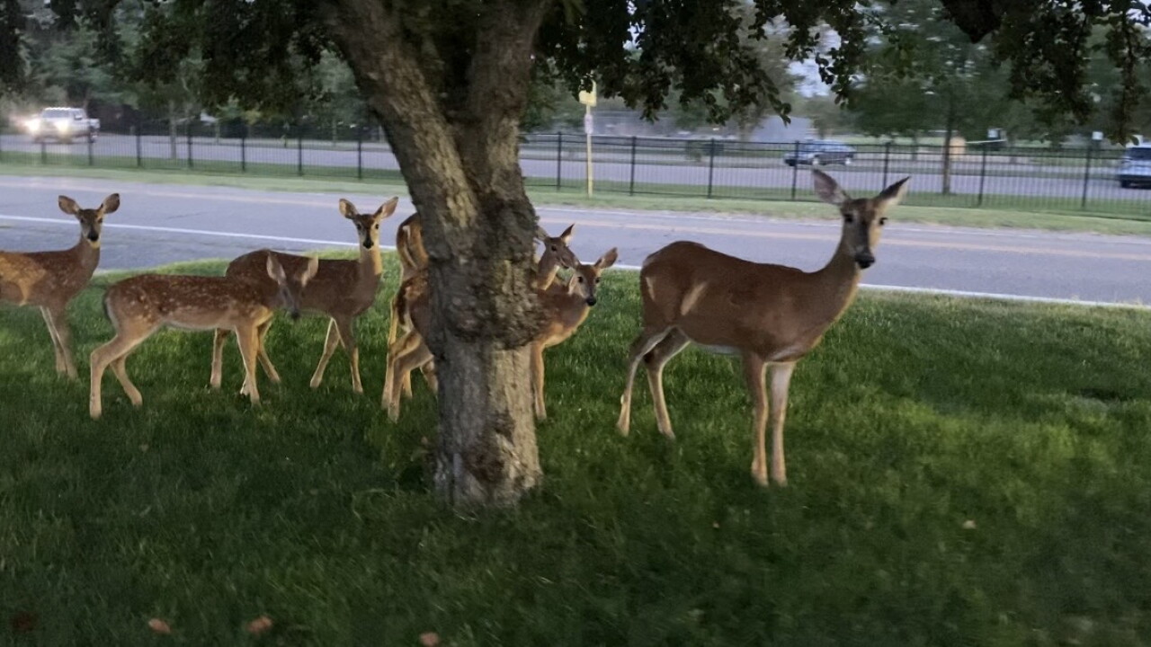 Deer in Beverly Hills