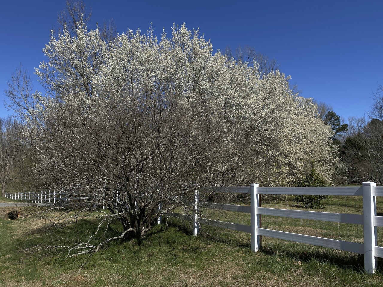 Callery Pear Tree