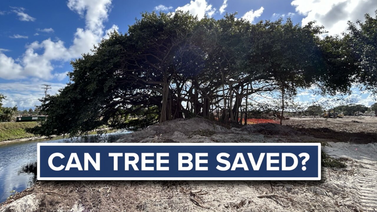 Delray Beach banyan tree 