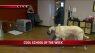 Big Budah let the dogs out at Cool School of the Week K9 Lifeline