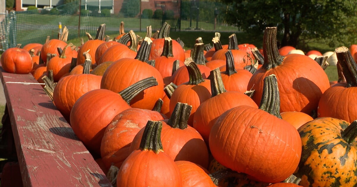 Western New York residents can sustainably compost their Halloween pumpkins - Vimarsana News