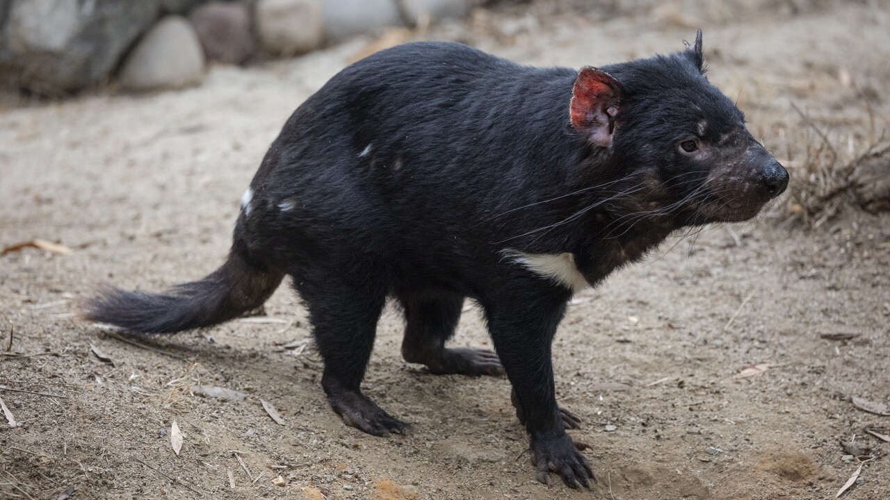 Jetsam and Flotsam arrive at the San Diego Zoo