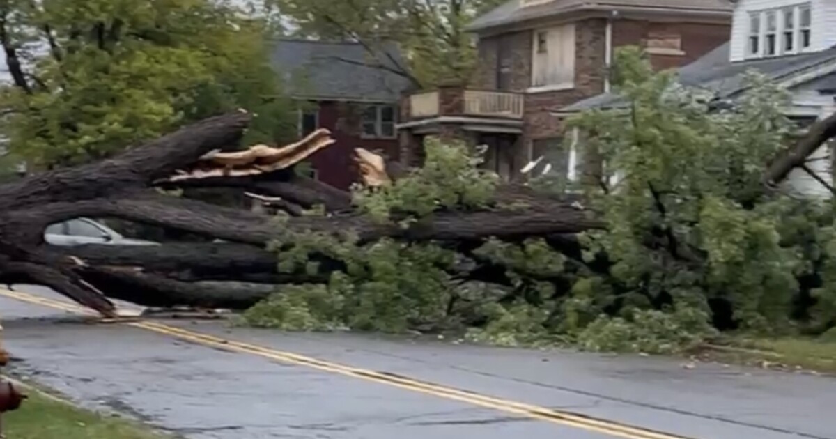 3 hospitalized after vehicle crashes into downed tree on Detroit’s east side