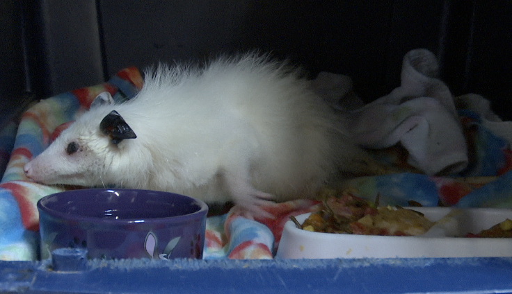 possum.png