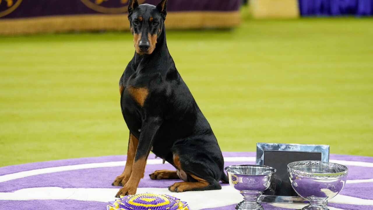 Westminster Dog Show