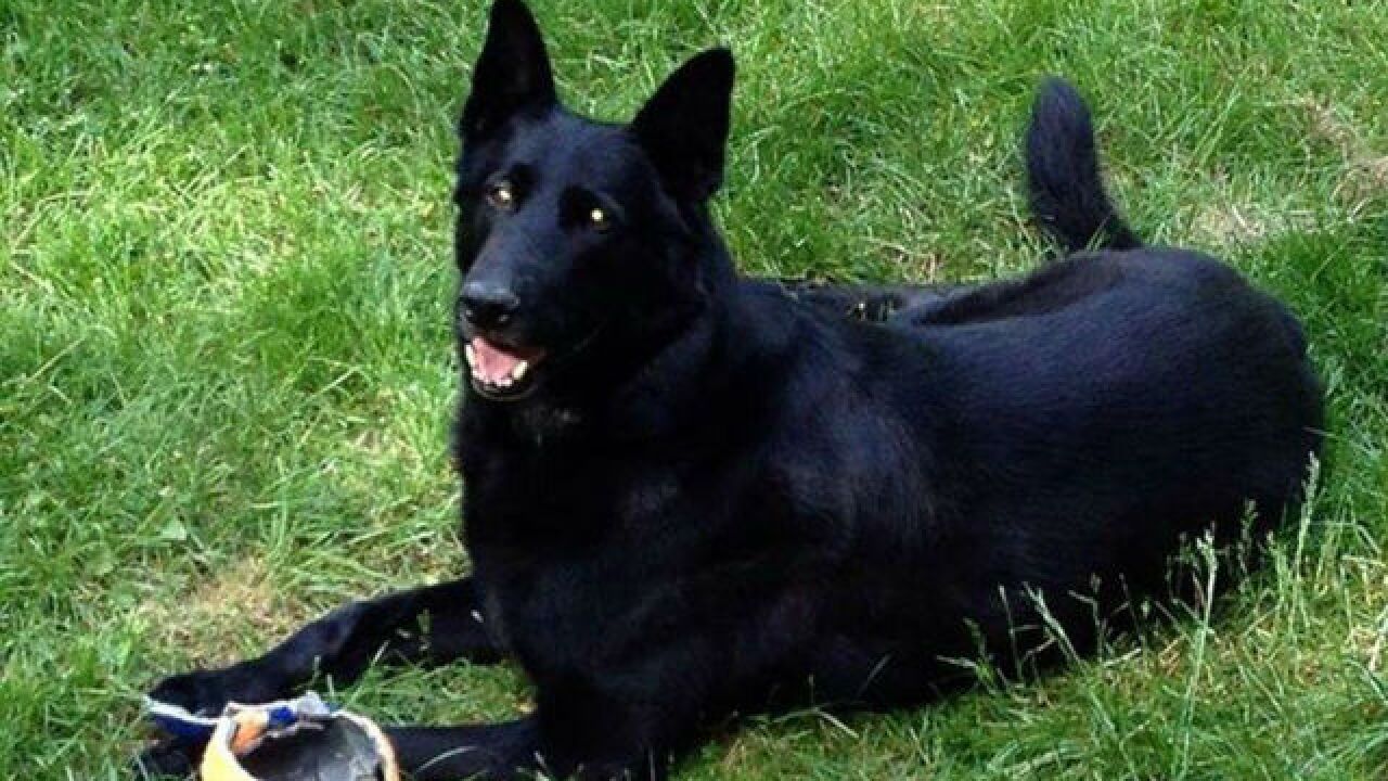 PHOTOS: Bloomington police K-9 Pongo dies