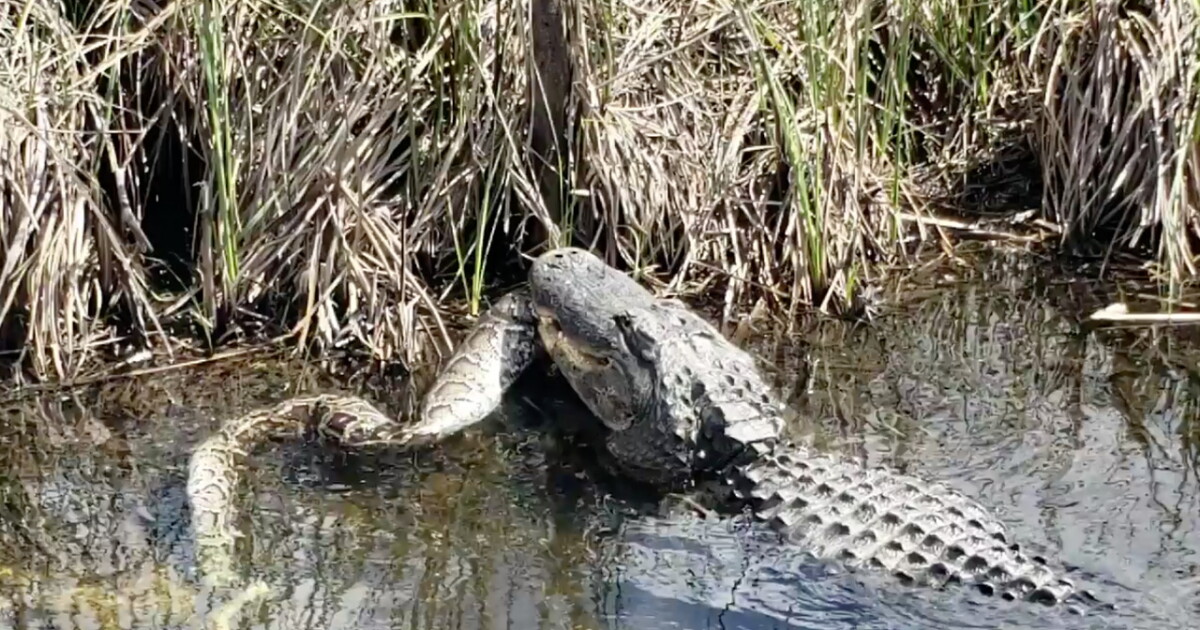Python Next To Alligator VIDEO: Gator eats python in Everglades National Park