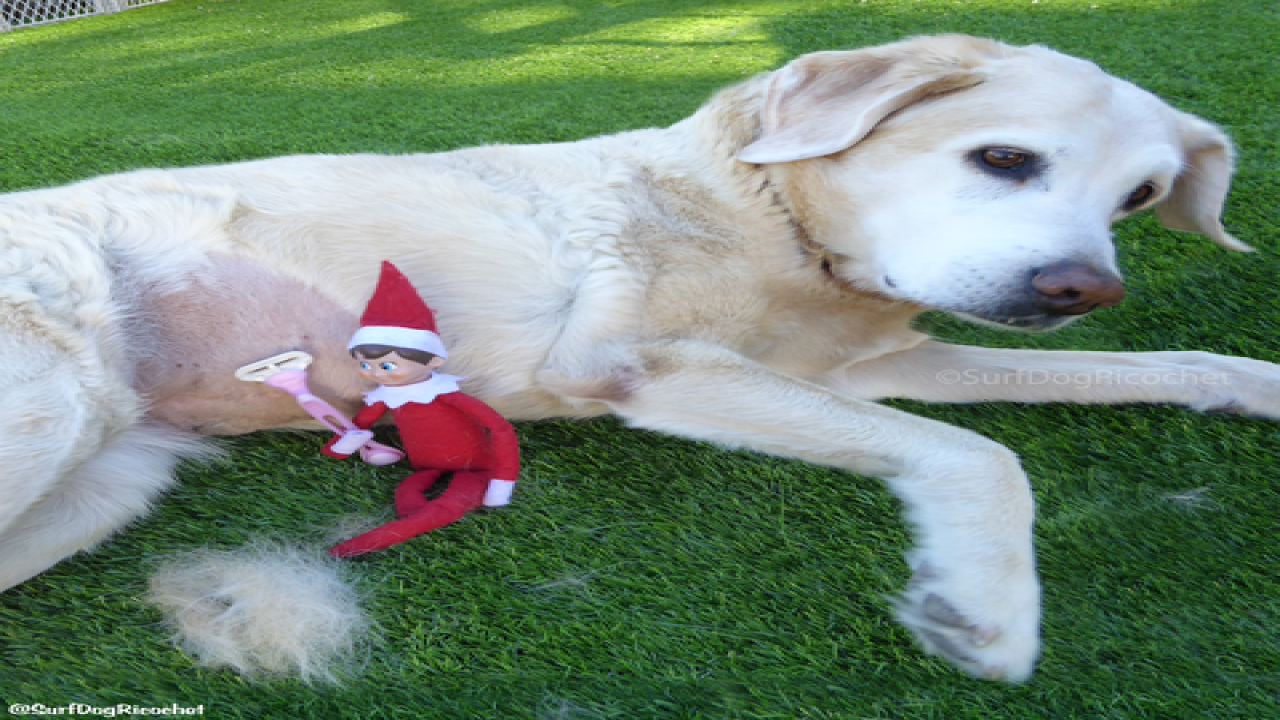 Dogs vs. elf prank war is EPIC