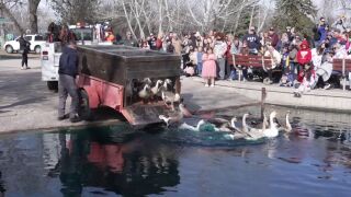 Waterfowl released back into Gibson Pond (2026)